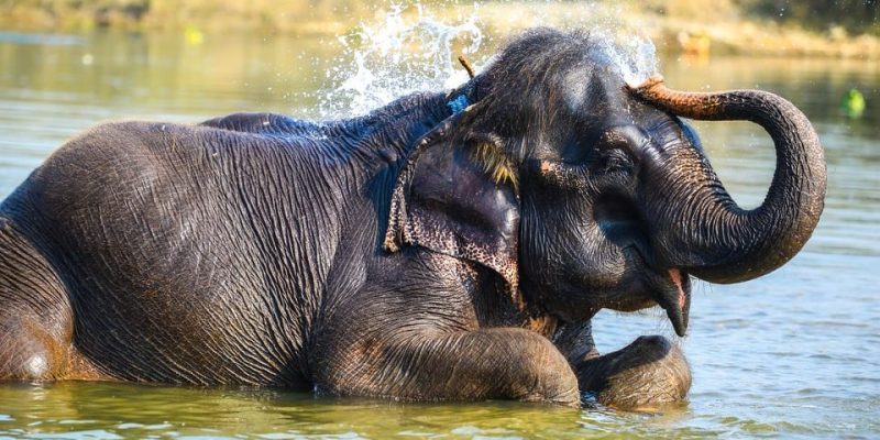 elefante