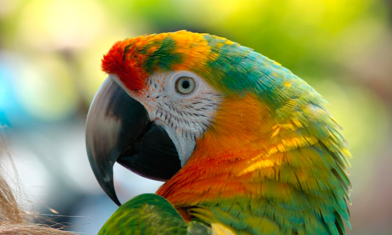 loro