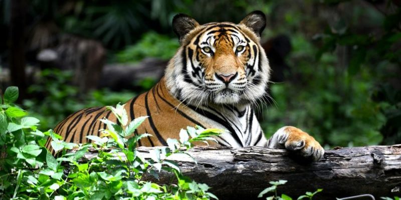 tigre
