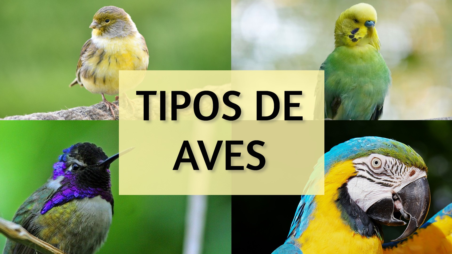 Tipos de aves