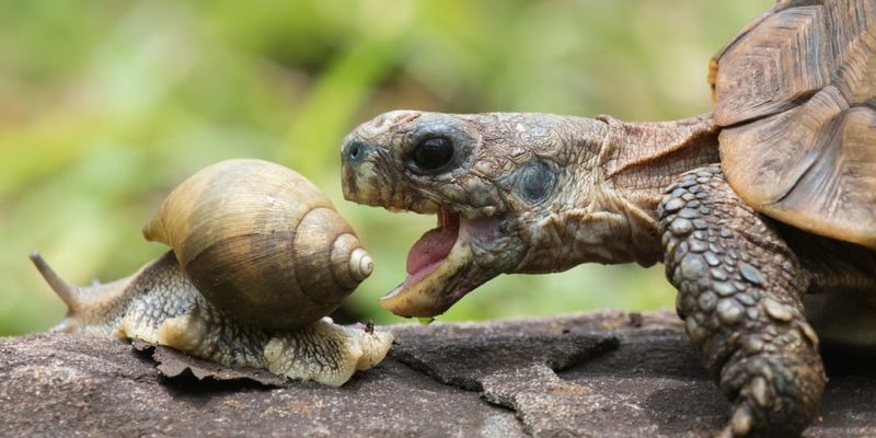 tortuga